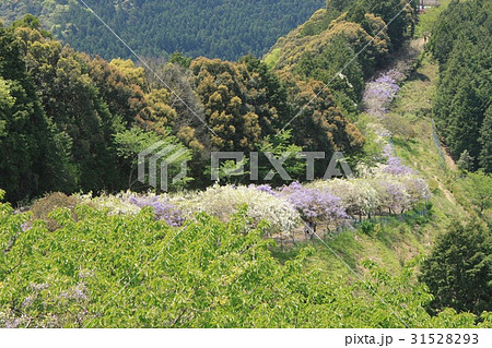 和歌山みやまの里藤棚ロード 31528293