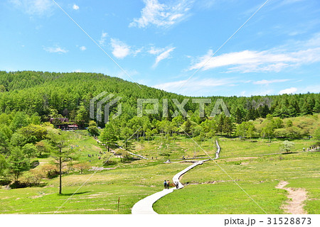 初夏の入笠湿原 初夏の入笠湿原 31528873