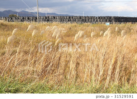 福島第一原発事故後、除染が進む福島県楢葉町木戸の農地に仮置き集積された放射線汚染土を詰めたフレコン袋 福島第一原発事故後、除染が進む福島県楢葉町木戸の農地に仮置き集積された放射線汚染土を詰めたフレコン袋 31529591