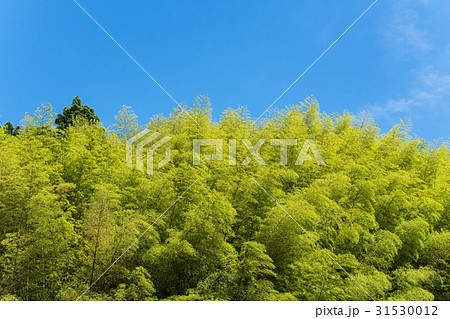 青空と竹林　 31530012