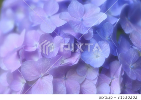 蒼から紫への色が楽しい紫陽花 31530202
