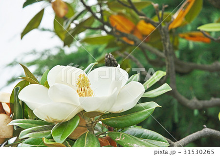 タイサンボクの白色の花 タイサンボクの白色の花 31530265