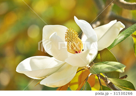 タイサンボクの白色の花 31530266