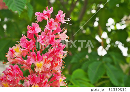 ベニバナトチノキの赤い花 ベニバナトチノキの赤い花 31530352