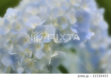 淡く優しいブルーの紫陽花 淡く優しいブルーの紫陽花 31530455