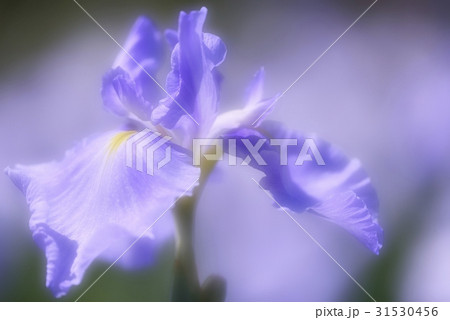 薄紫の花菖蒲 薄紫の花菖蒲 31530456