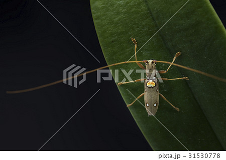 イツホシシロカミキリ。 イツホシシロカミキリ。 31530778