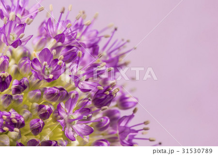 アリウム、花。 31530789