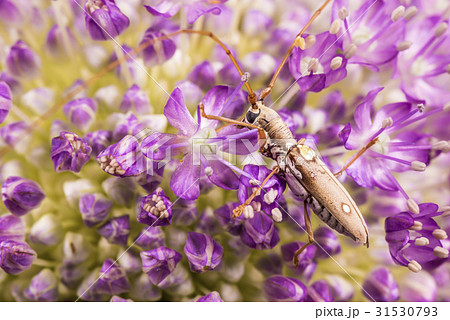 イツホシシロカミキリ、アリウム。 31530793