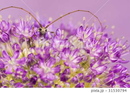 イツホシシロカミキリ、アリウム。 31530794