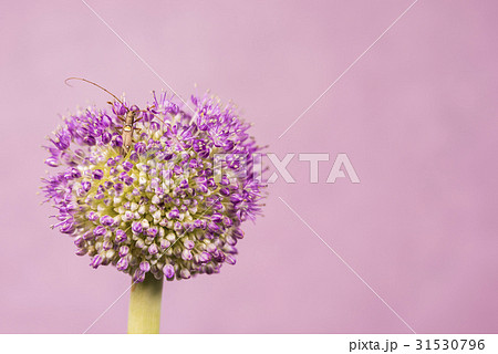 イツホシシロカミキリ、アリウム。 イツホシシロカミキリ、アリウム。 31530796