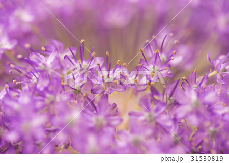 アリウム。 アリウム。 31530819