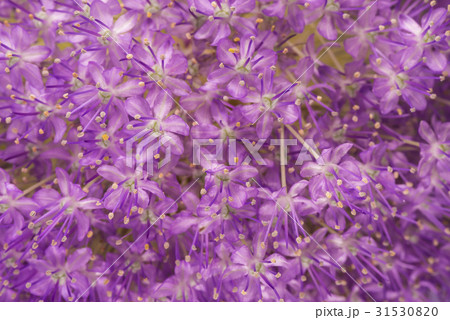 アリウム。 31530820