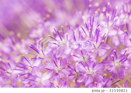 アリウム。 31530821