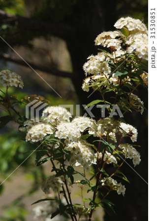 シモツケ属 植物 工場 31530851