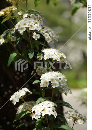 シモツケ属 植物 工場 31530854