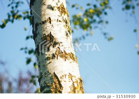birch forest in sunlight 31530930
