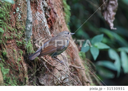 身だしなみ 出現 外観 31530931