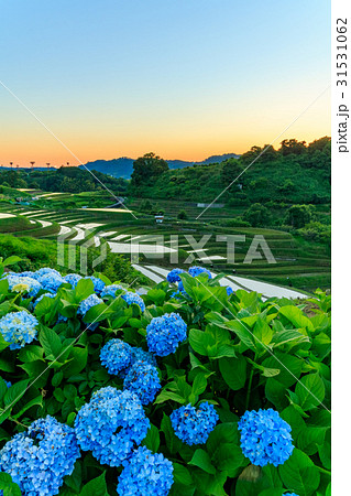 千早赤阪村棚田 夕暮れ 31531062