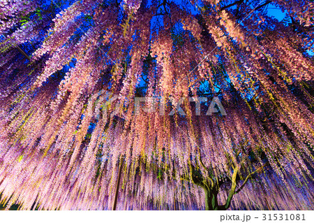 藤の花 ライトアップ 31531081