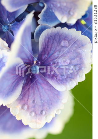 アジサイ 品種(モナリザ) 31531289