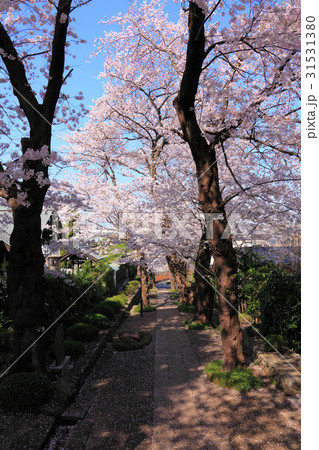 参道に覆いかぶさる大きな桜の木 参道に覆いかぶさる大きな桜の木 31531380