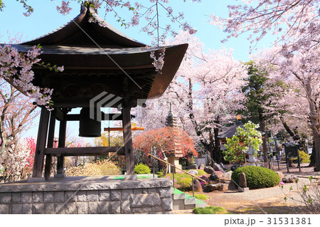 桜に囲まれた鐘楼 桜に囲まれた鐘楼 31531381