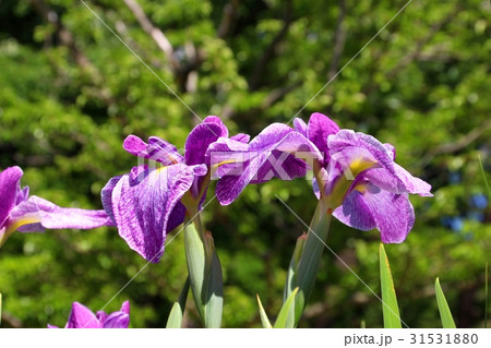 満開の花菖蒲 満開の花菖蒲 31531880