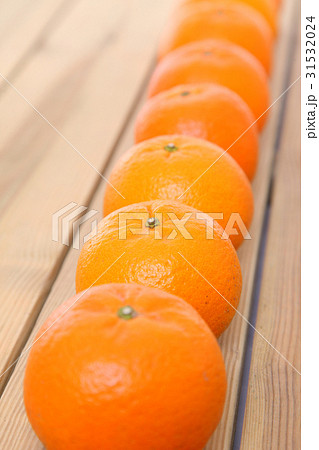 一列に並んだタンカン 一列に並んだタンカン 31532024