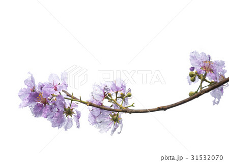 purple flower (Lagerstroemia) isolated on white purple flower (Lagerstroemia) isolated on white 31532070
