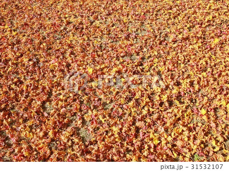 晩秋の福島県楢葉町の天神岬スポーツ公園の地面に降り積もった枯れ葉のジュウタン 31532107