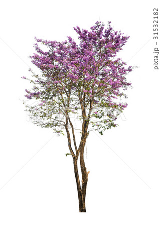 purple tree (Lagerstroemia) isolated on white purple tree (Lagerstroemia) isolated on white 31532182