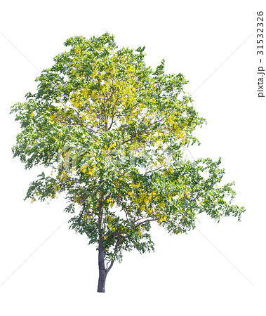 yellow flower tree, Cassia fistula isolated yellow flower tree, Cassia fistula isolated 31532326