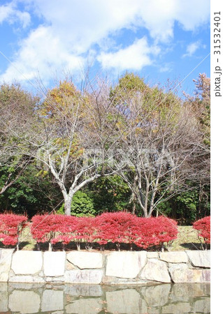 秋深まる福島県楢葉町の天神岬スポーツ公園の遊歩道 秋深まる福島県楢葉町の天神岬スポーツ公園の遊歩道 31532401