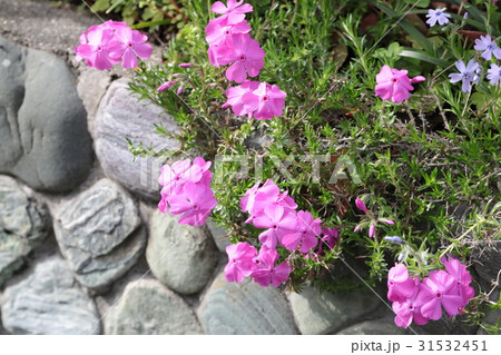 シバザクラ 31532451