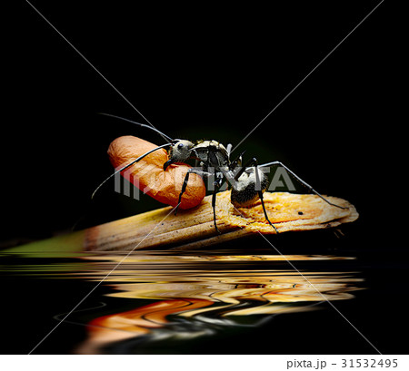 ants water reflections 31532495