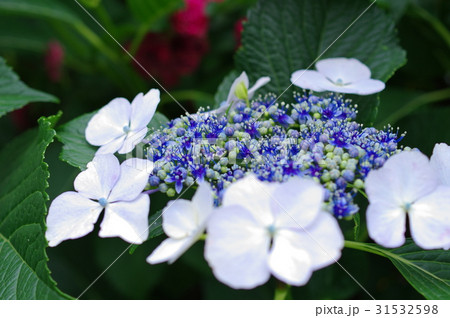 青系のガクアジサイ 深い緑と赤い差し色の背景 花中央にフォーカス 右の写真素材 31532598 Pixta