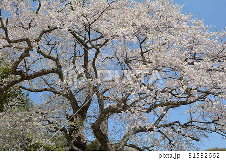 是哉寺地蔵桜 2017-4-30 #4 是哉寺地蔵桜 2017-4-30 #4 31532662