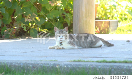 のんびり猫 のんびり猫 31532722