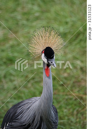 ホオジロカンムルヅル9 31533123