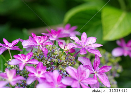 赤紫のガクアジサイ　低い視点 寄り気味 a コントラスト高め 31533412