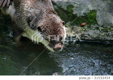 カワウソ 見つめる カワウソ 見つめる 31533454