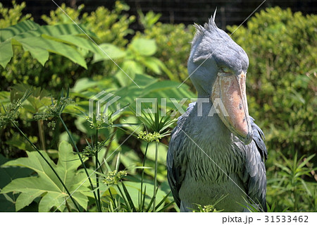ハシビロコウ　目を閉じて 31533462