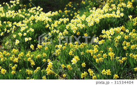 花と植物が織りなす色紙 その379 : スイセン 花と植物が織りなす色紙 その379 : スイセン 31534404