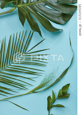 Green leaves isolated 31534595