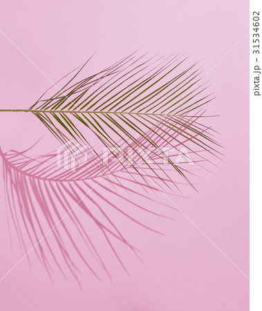 Tropical Palm Leaf Tropical Palm Leaf 31534602