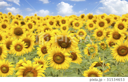 Sunflower garden blossom 31534653
