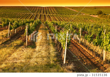 Evening view of the vineyards Evening view of the vineyards 31535136