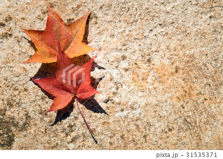 maple leaf with autumn colors maple leaf with autumn colors 31535371