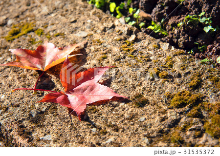 maple leaf with autumn colors 31535372